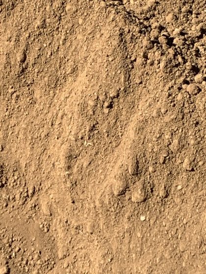 Screened Soil Super Sack